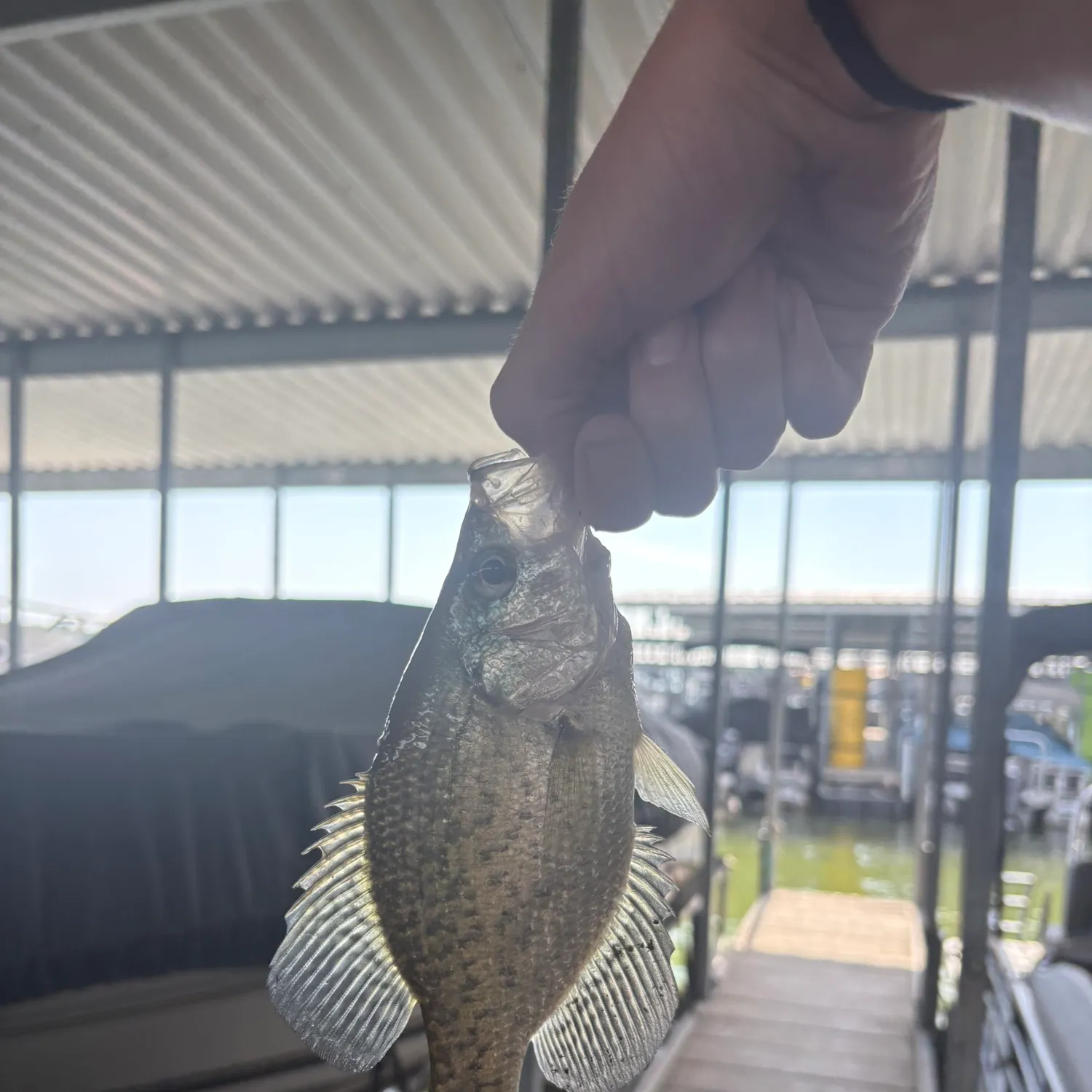 Black crappie caught on Fishbrain