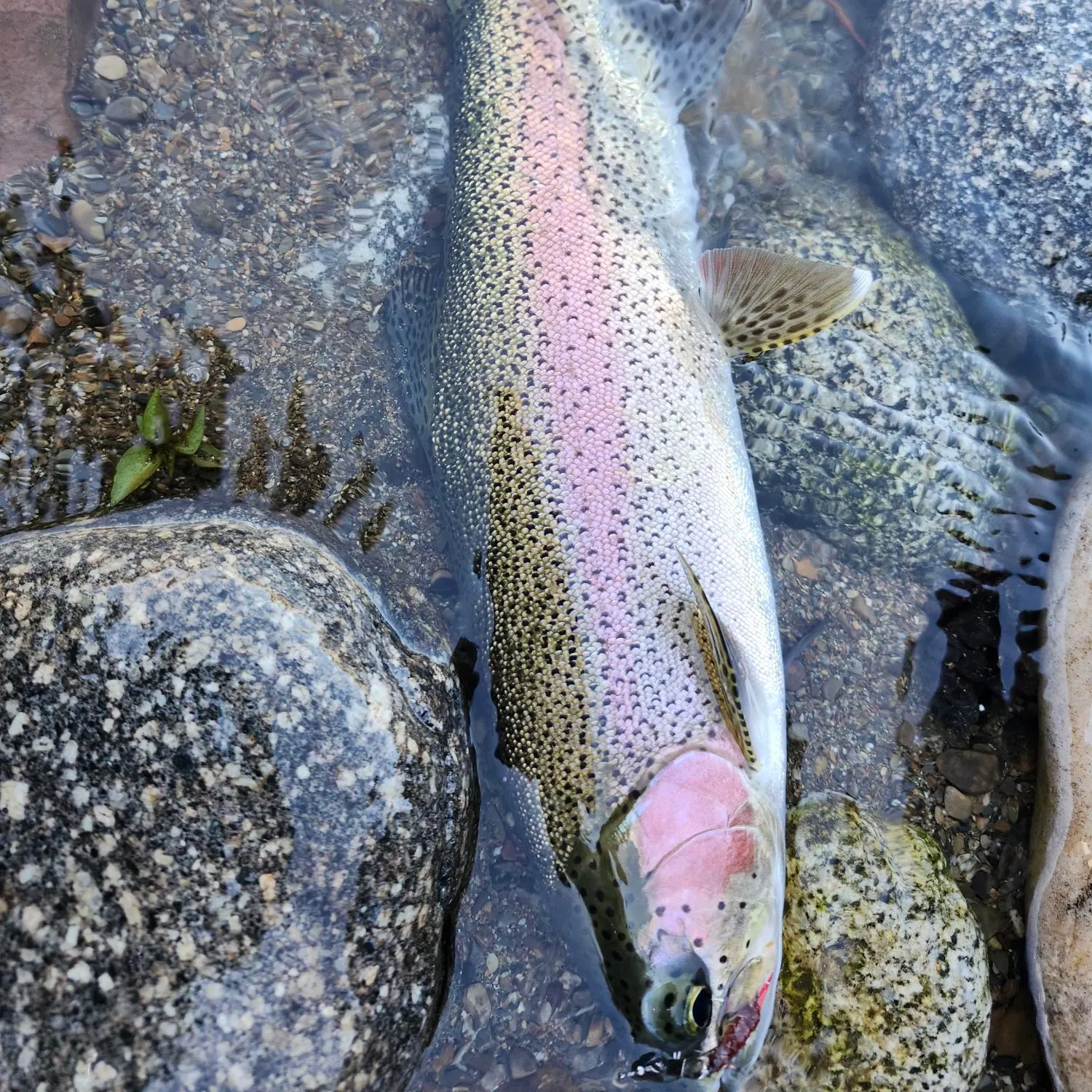 Rainbow trout caught on Fishbrain
