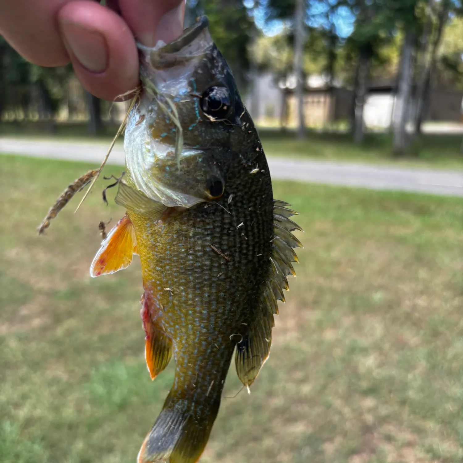 Green sunfish caught on Fishbrain