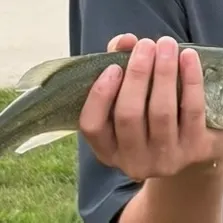 Smallmouth bass caught on Fishbrain