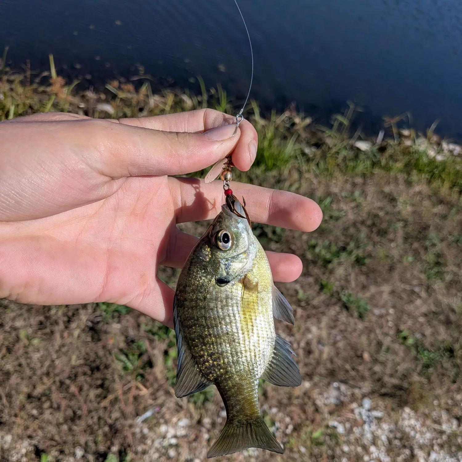 Bluegill caught on Fishbrain