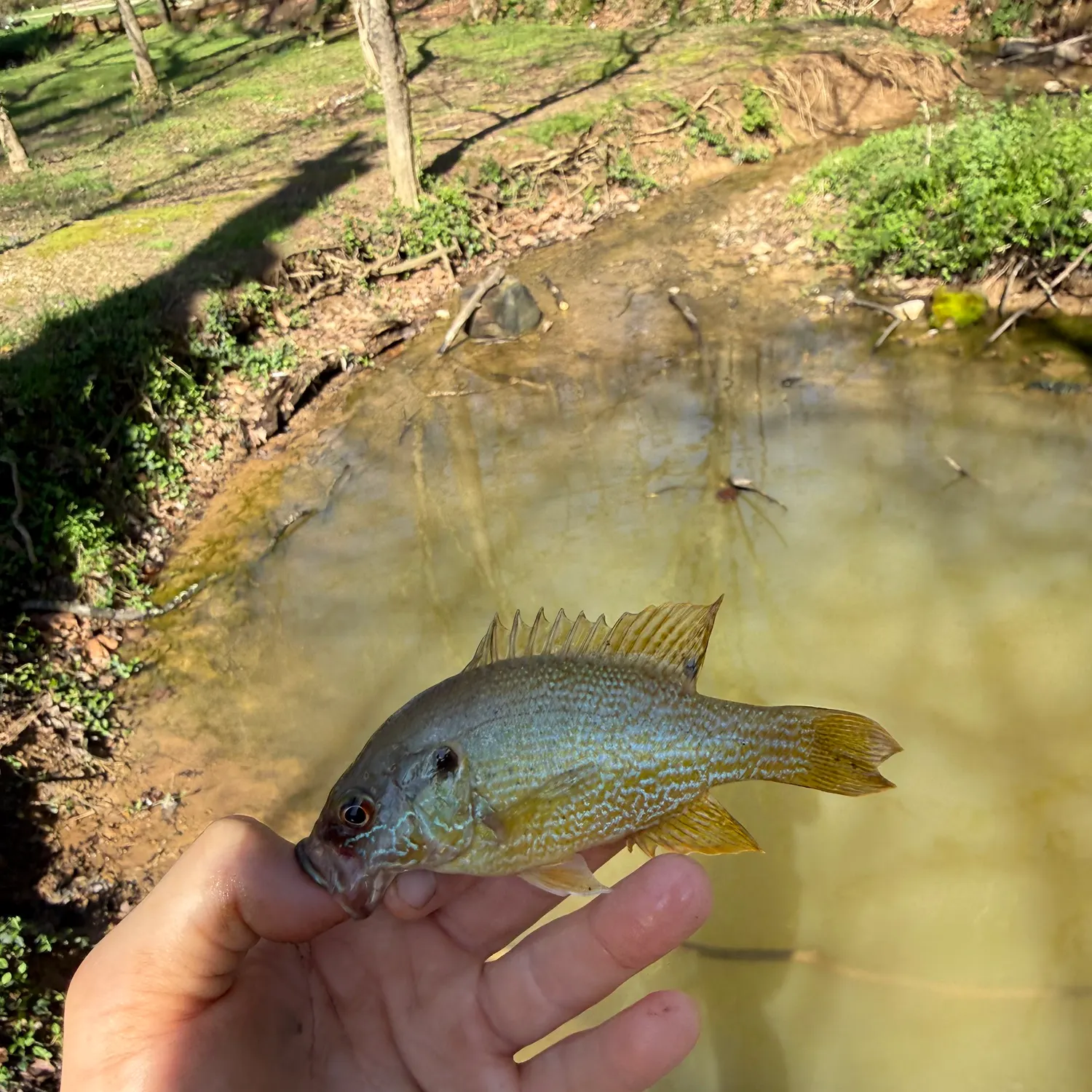 The most recent Redspotted sunfish catches on Fishbrain