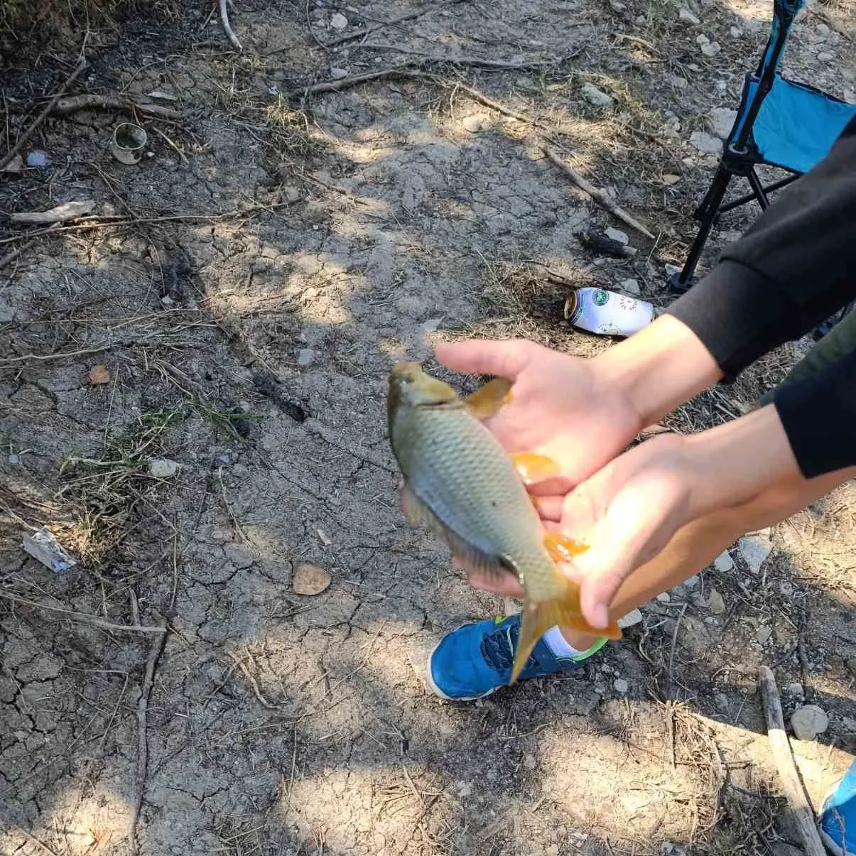 Common carp caught on Fishbrain