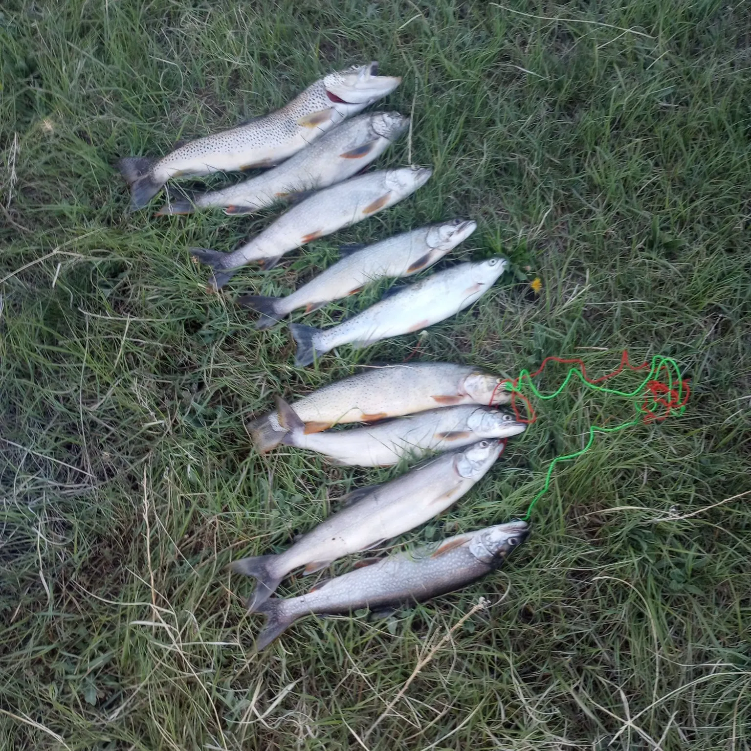 recently logged catches