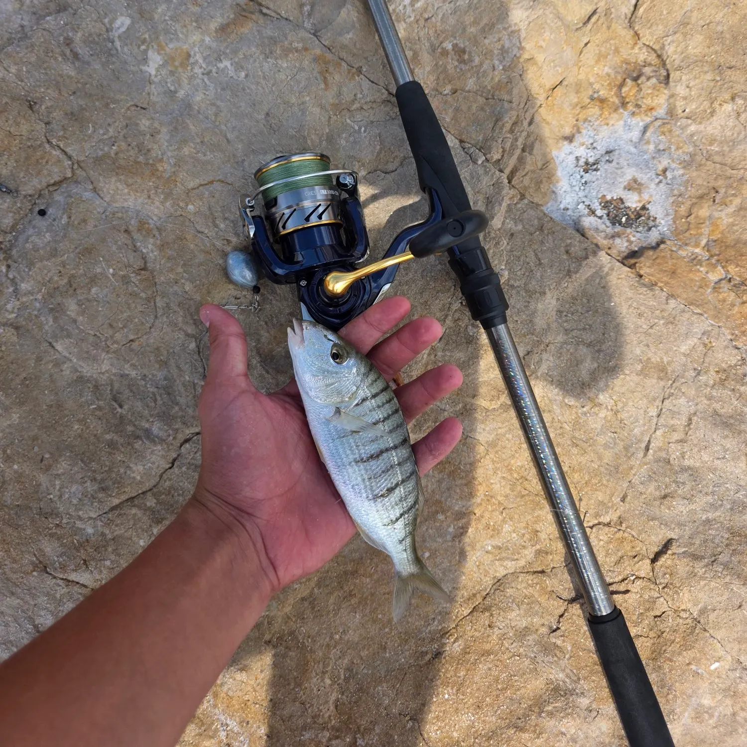 Striped seabream caught on Fishbrain