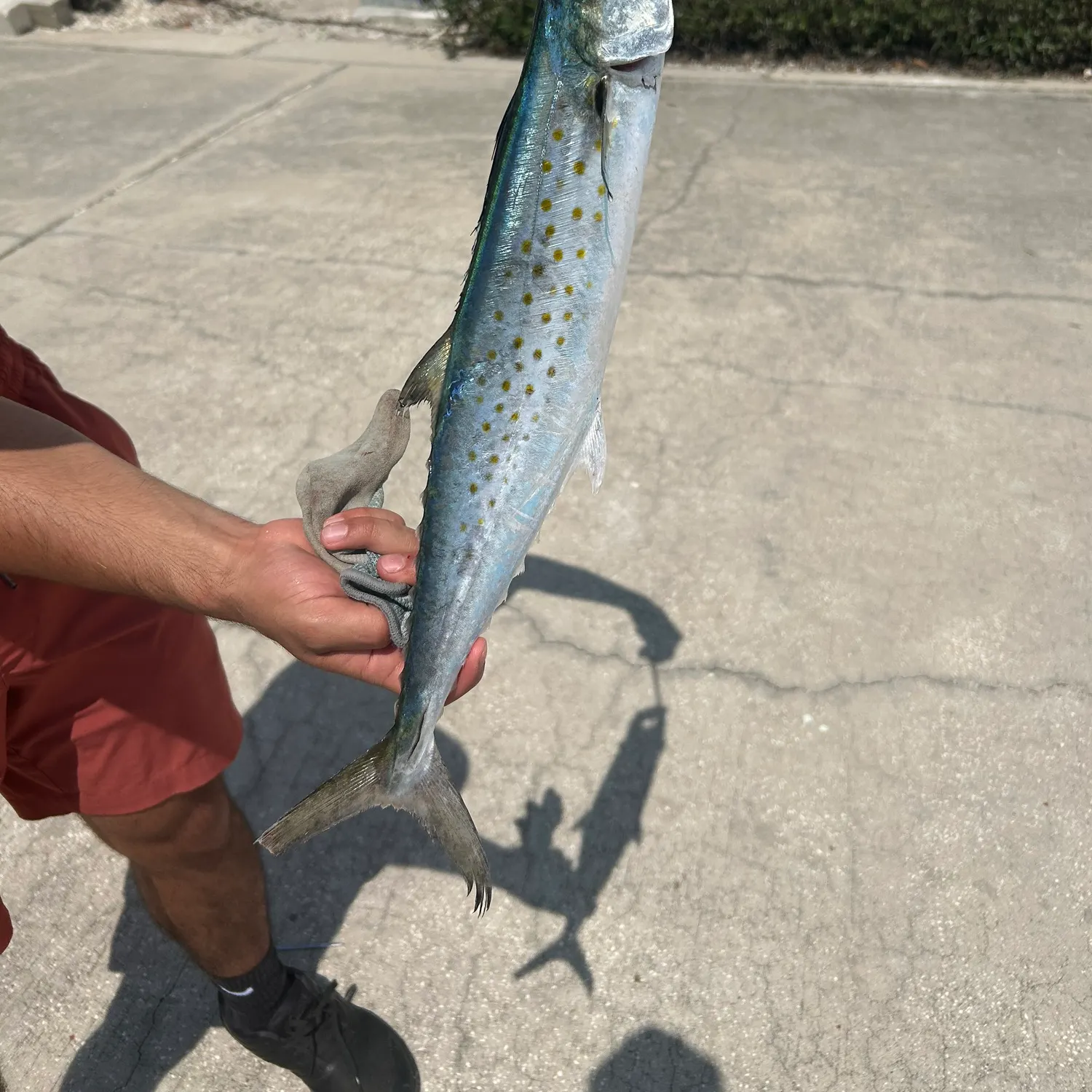 The most recent Spanish mackerel catches on Fishbrain