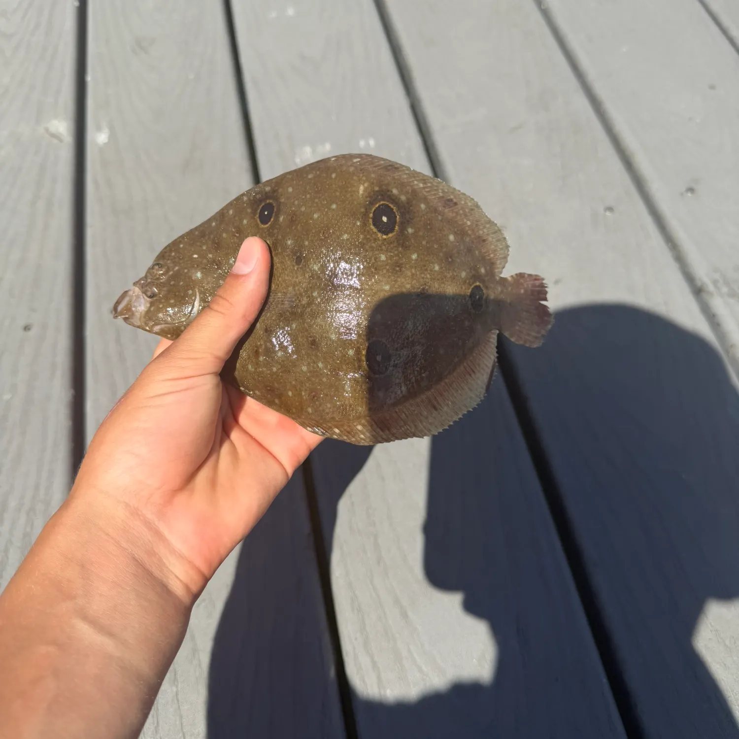 The most recent Fourspot flounder catches on Fishbrain