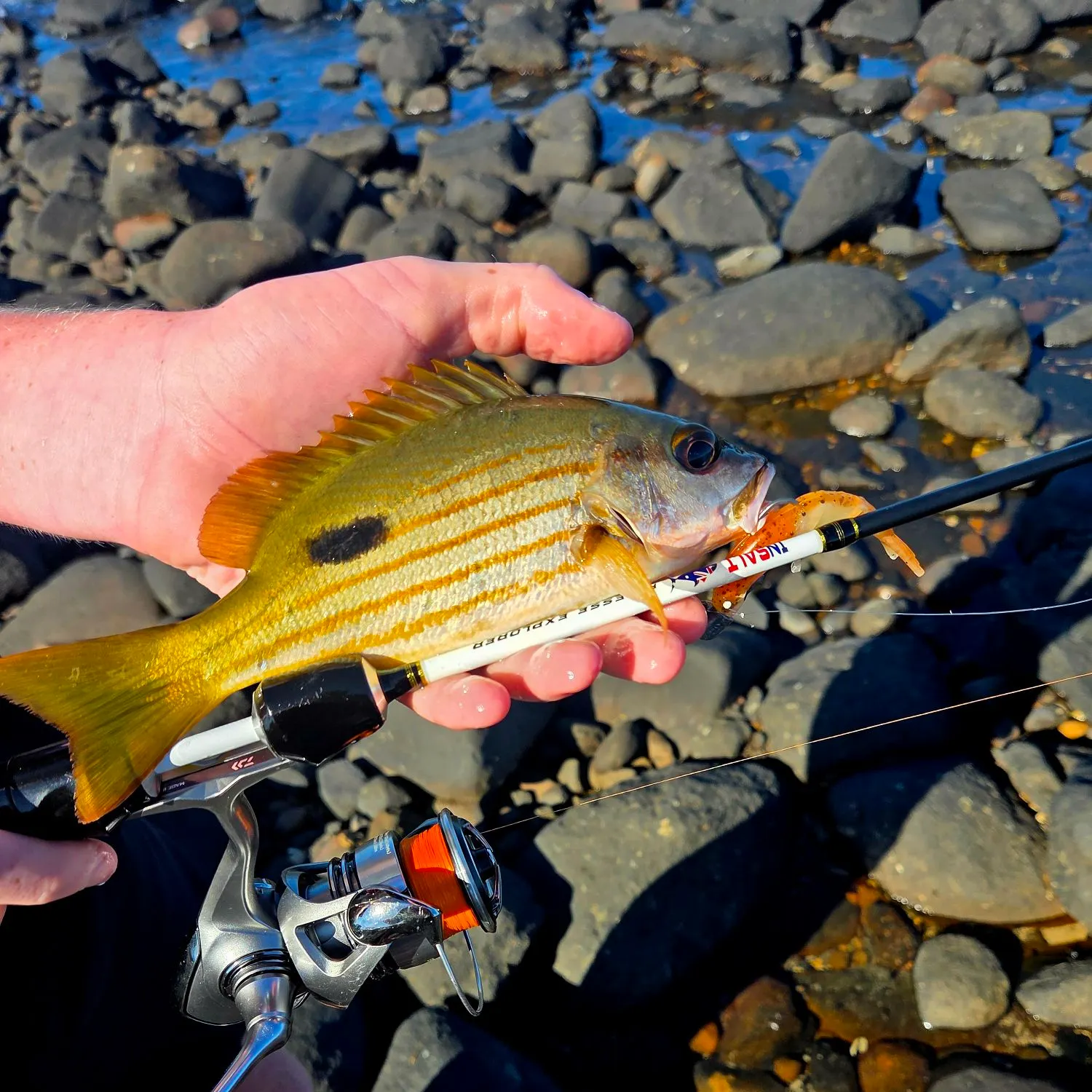 Moses perch caught on Fishbrain