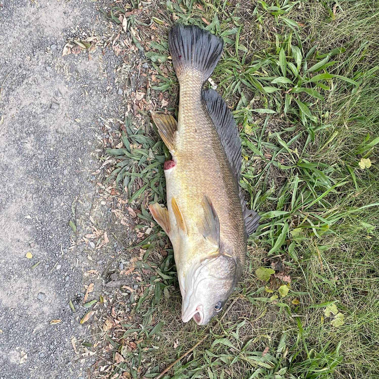 Freshwater drum caught on Fishbrain