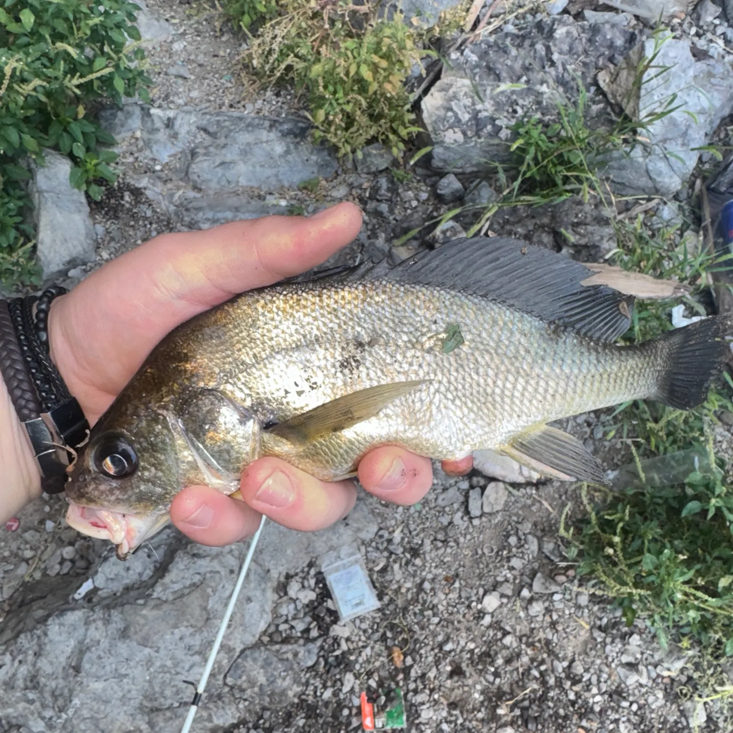 Freshwater drum caught on Fishbrain
