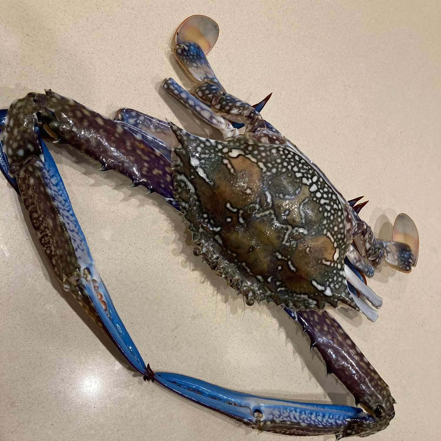 The most recent Blue swimmer crab catches on Fishbrain