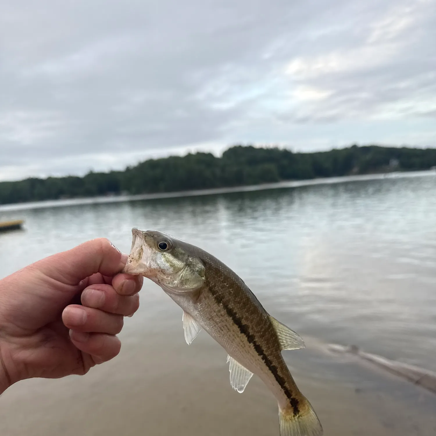 The most recent Alabama bass catches on Fishbrain
