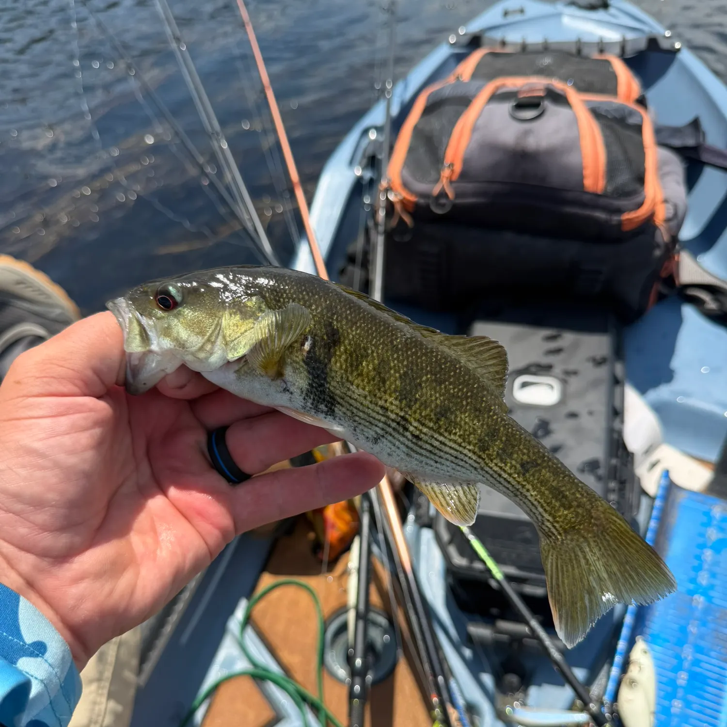 The most recent Bartram's bass catches on Fishbrain