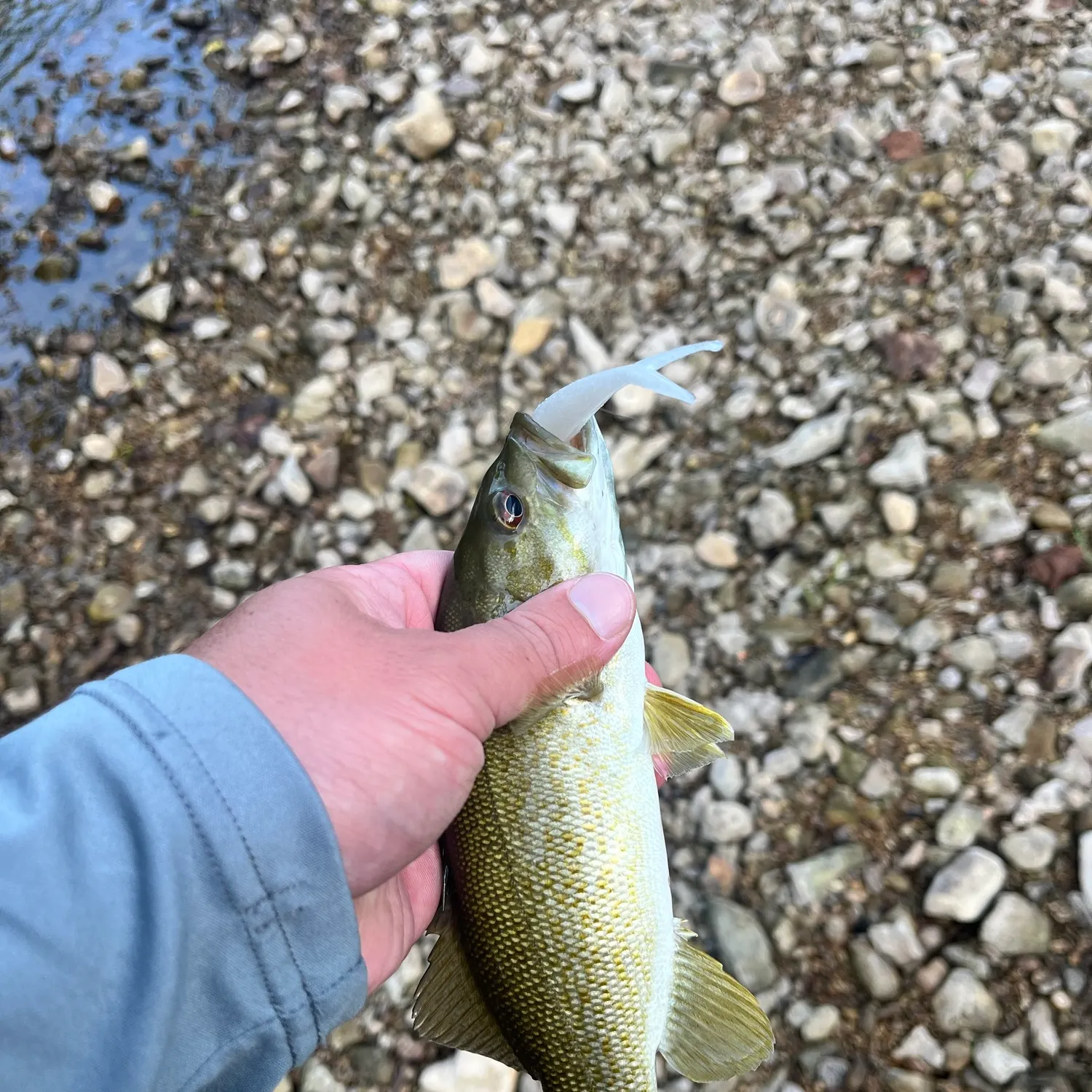 Smallmouth bass caught on Fishbrain