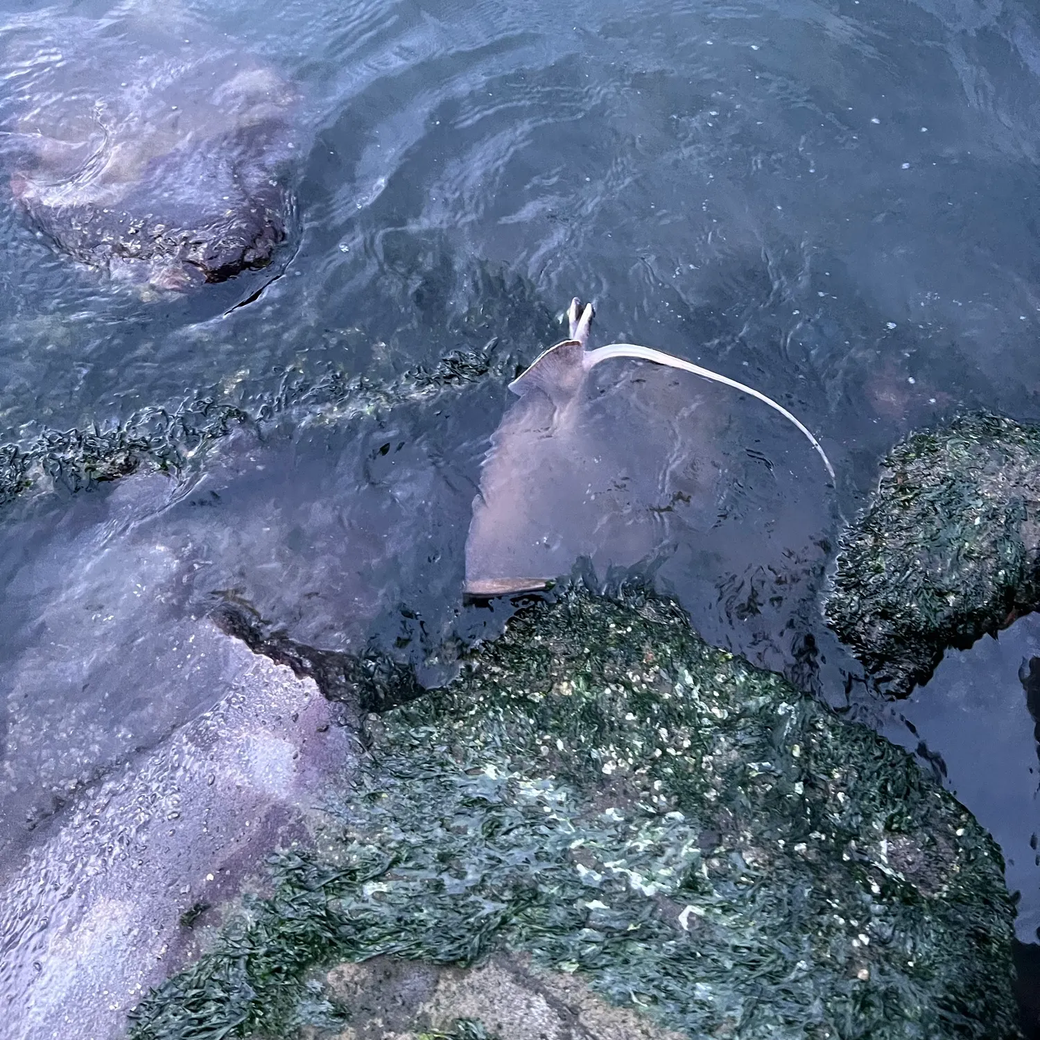 Bat eagle ray caught on Fishbrain