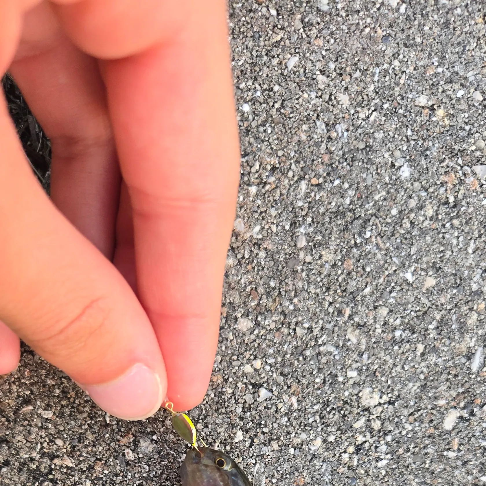 The most recent Frillfin goby catches on Fishbrain