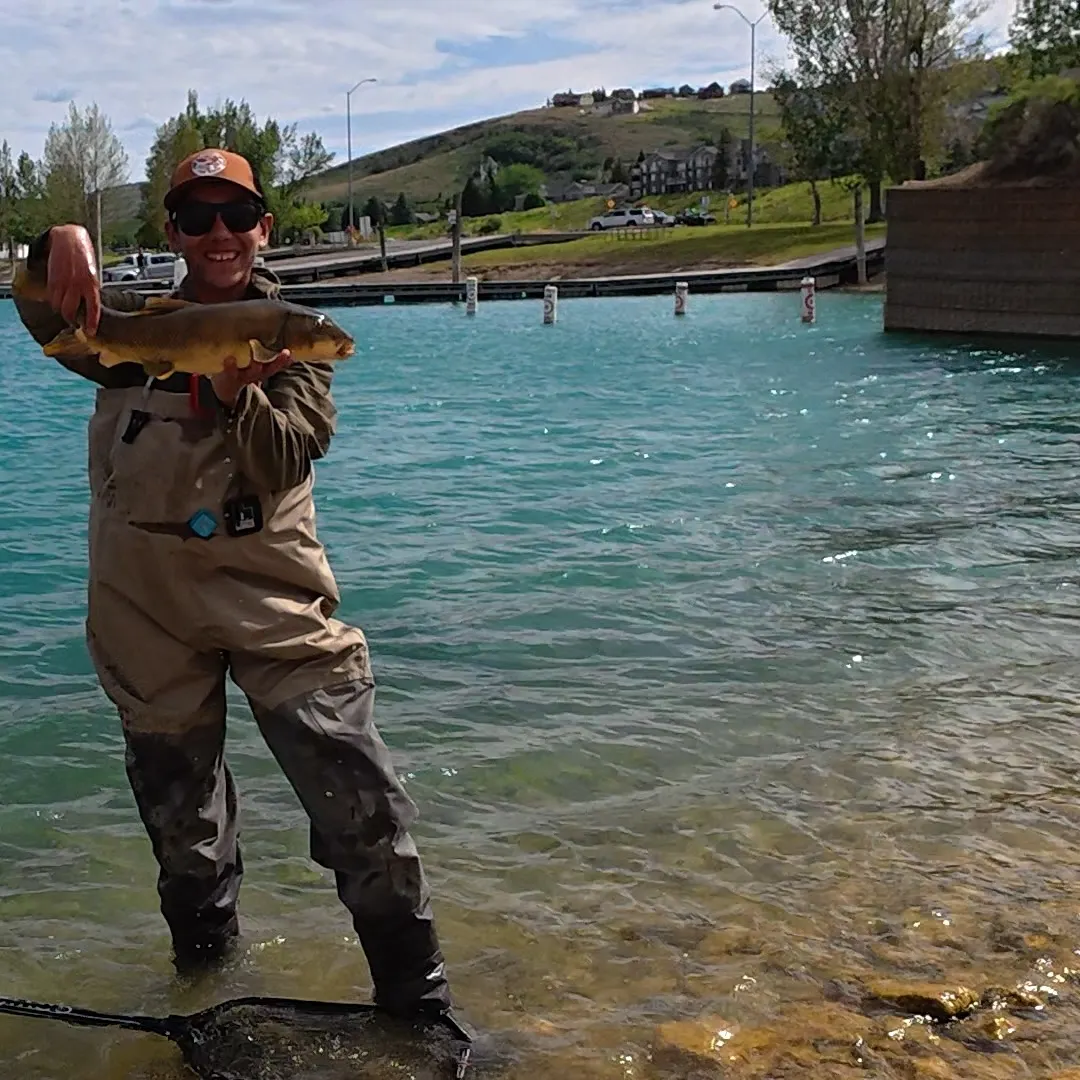 The most recent Utah sucker catches on Fishbrain