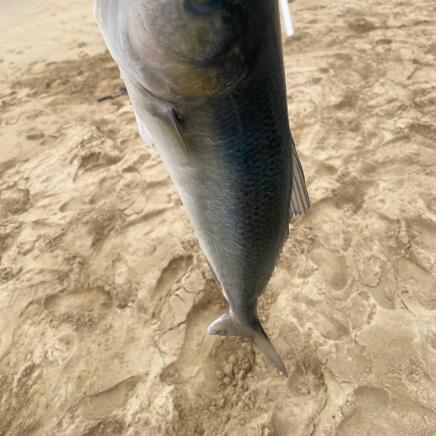 The most recent Eastern Australian salmon catches on Fishbrain
