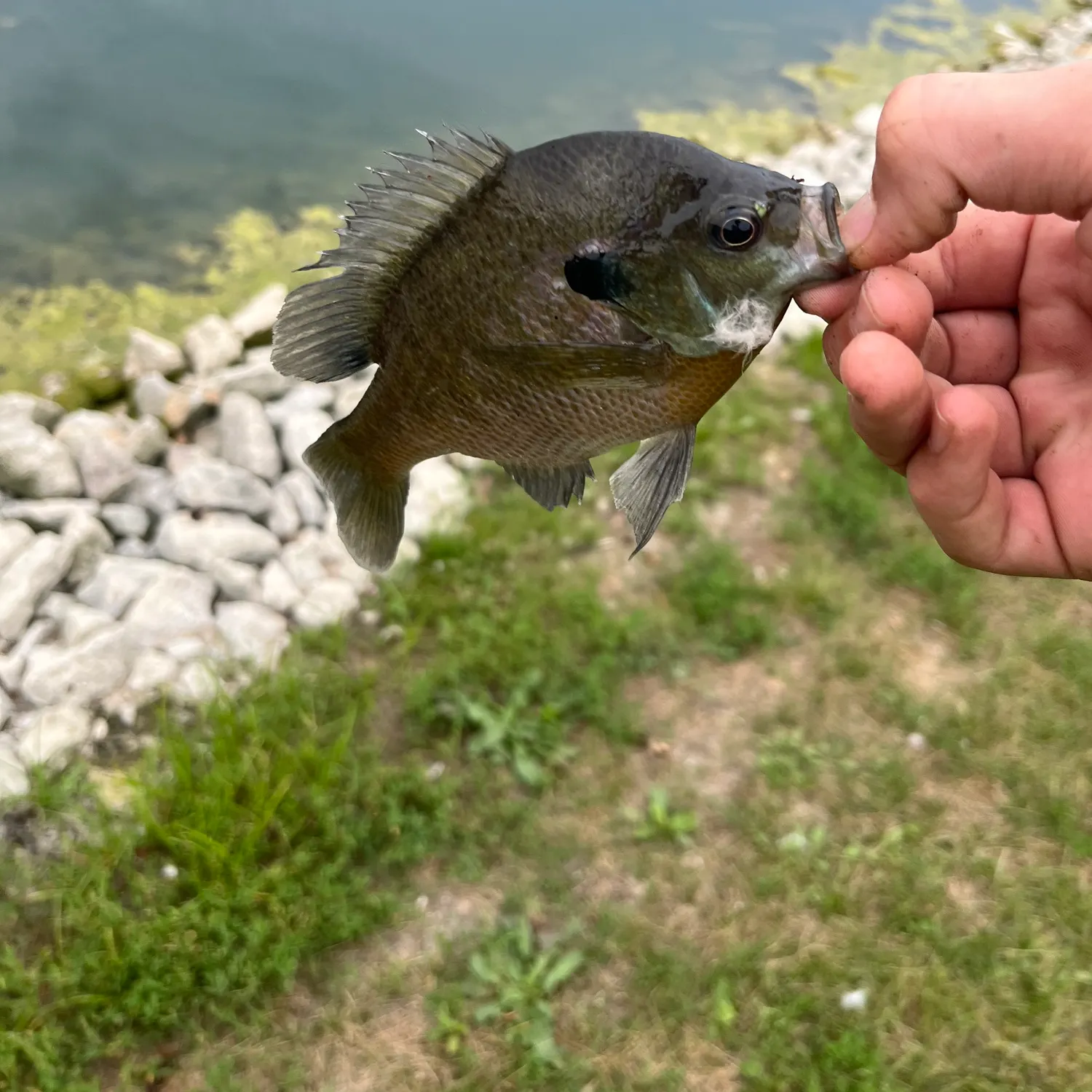 Greengill hybrid caught on Fishbrain