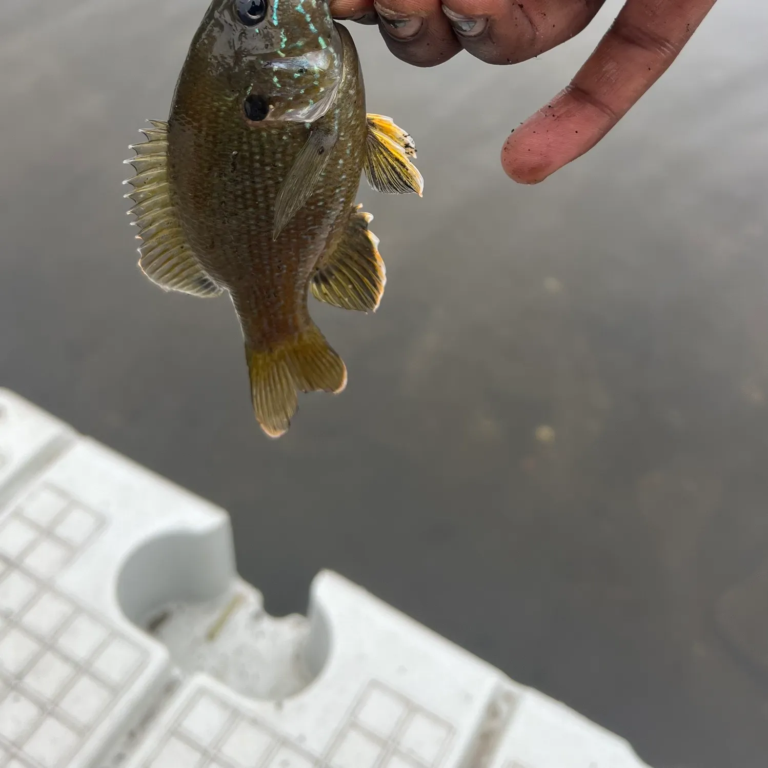 Green sunfish caught on Fishbrain