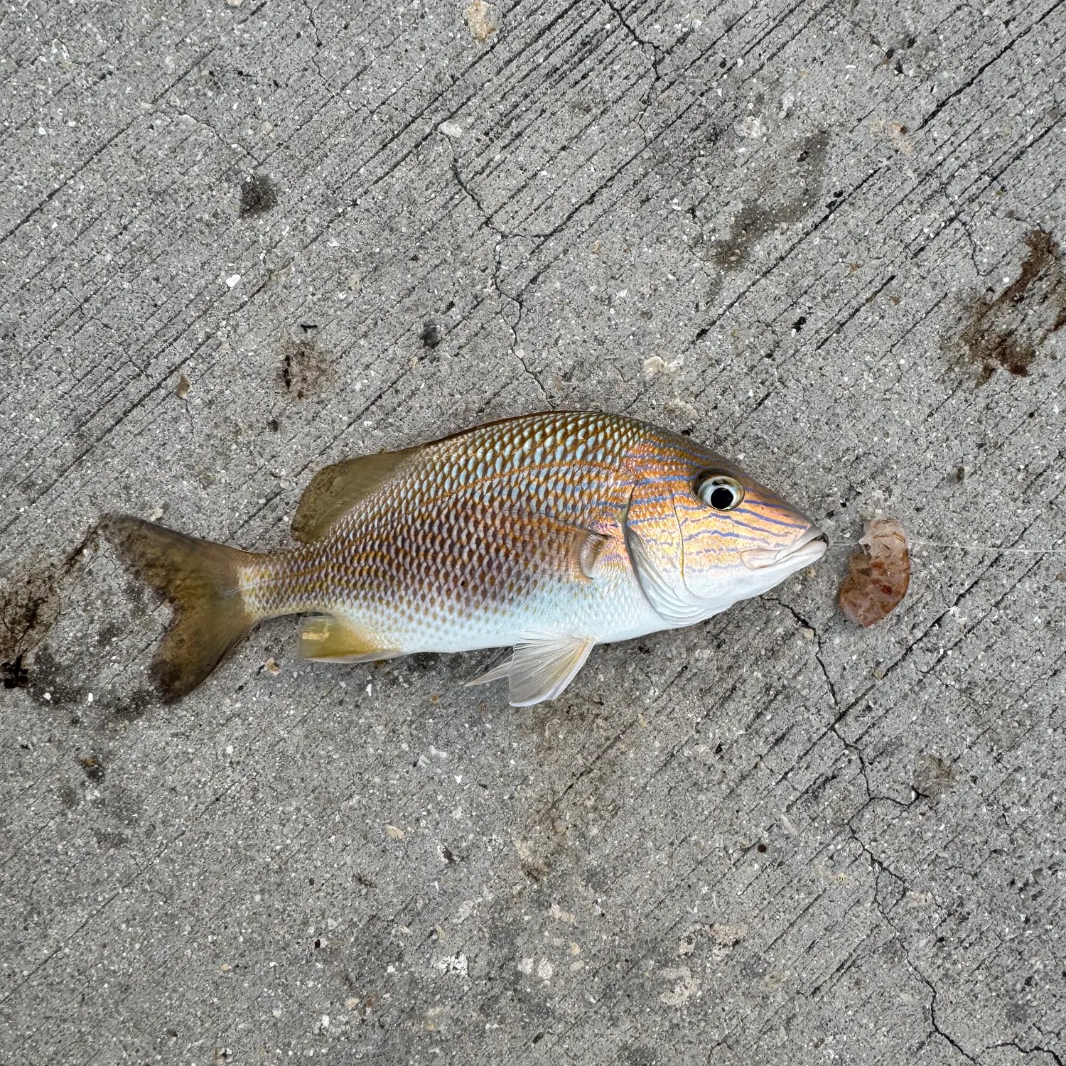 White grunt caught on Fishbrain
