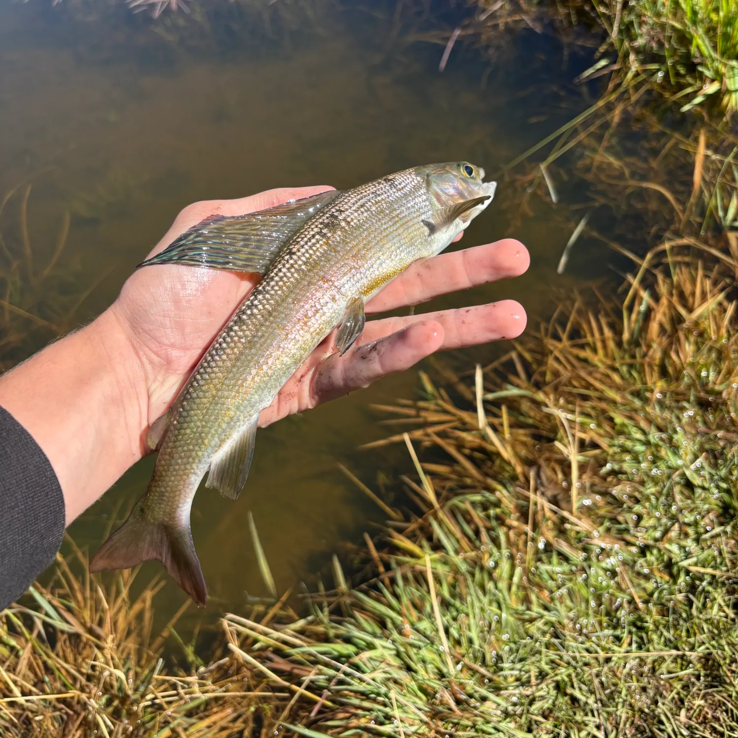 Arctic grayling caught on Fishbrain