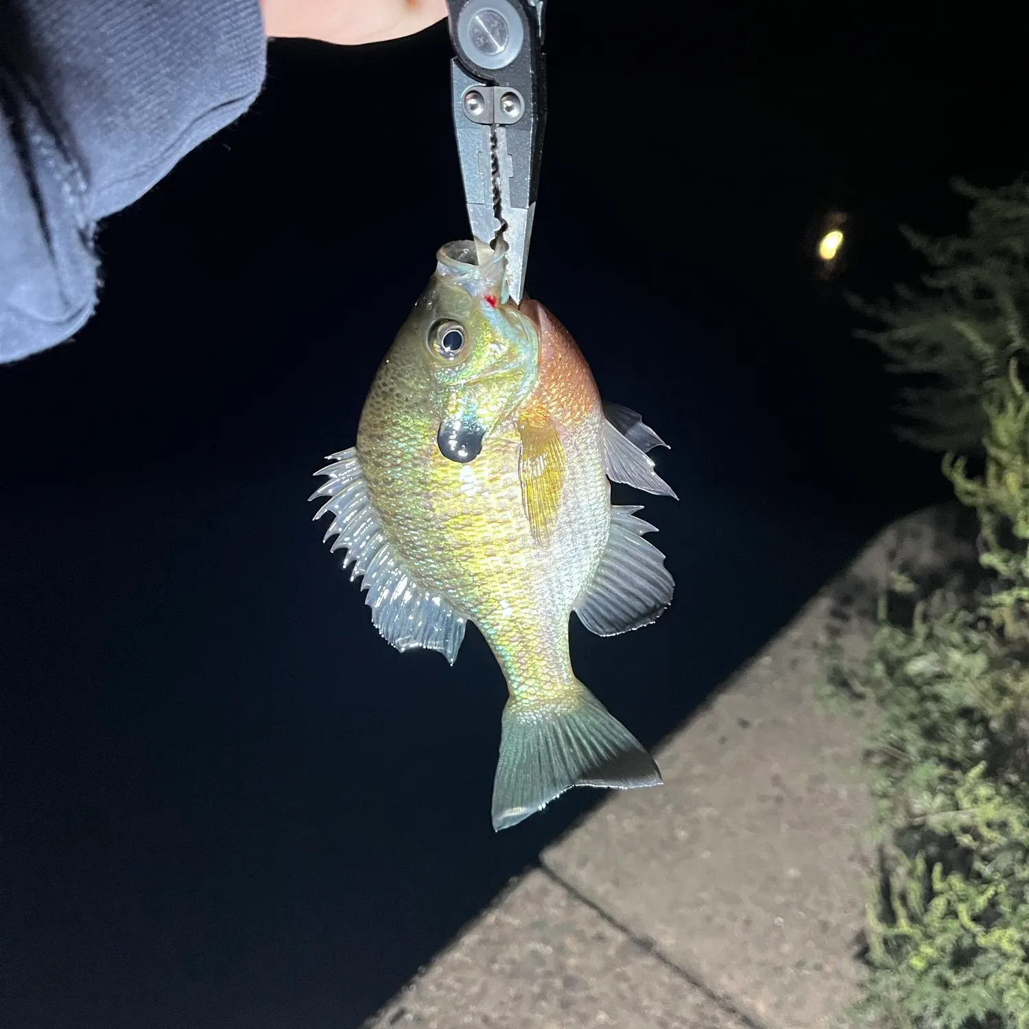 Bluegill caught on Fishbrain