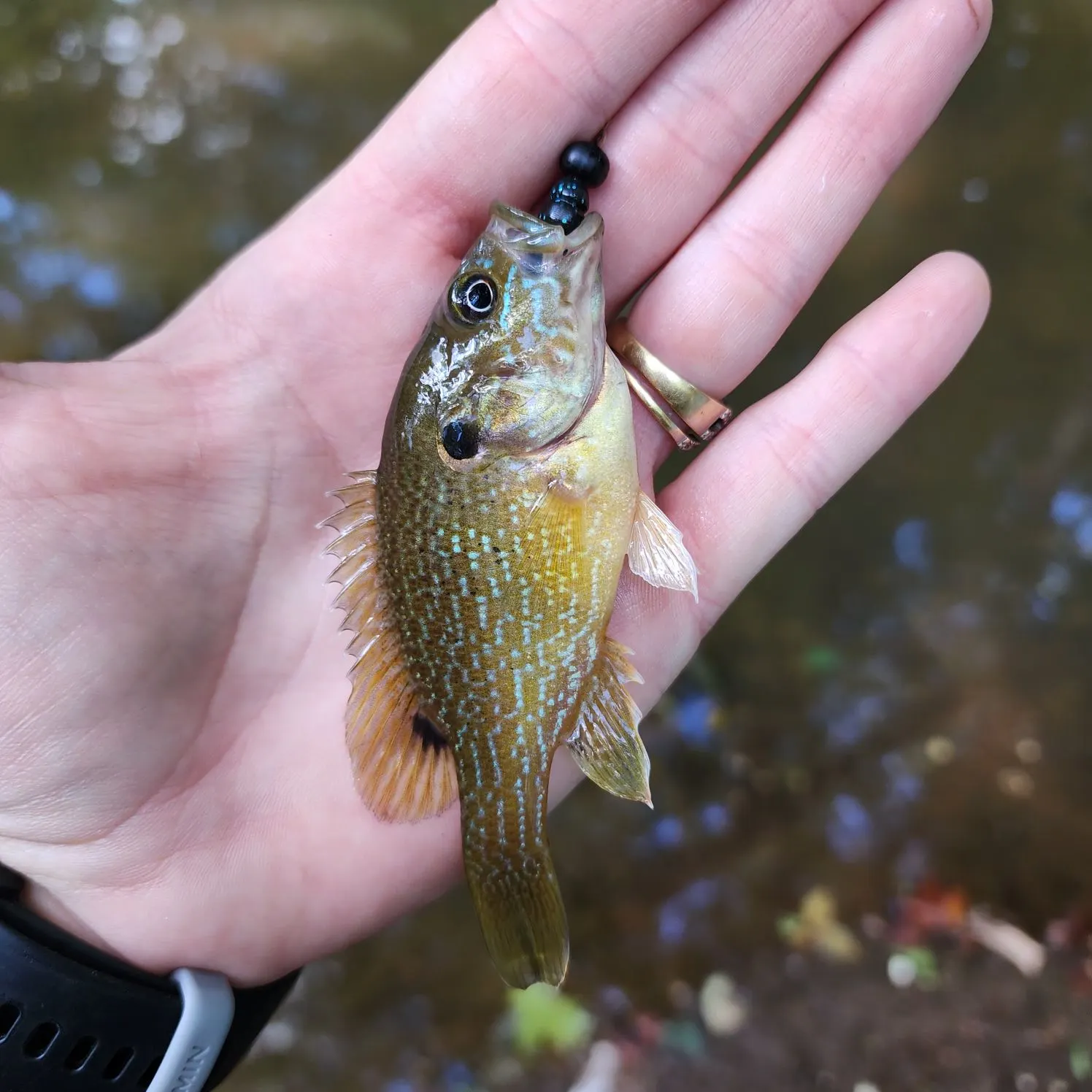 Green sunfish caught on Fishbrain