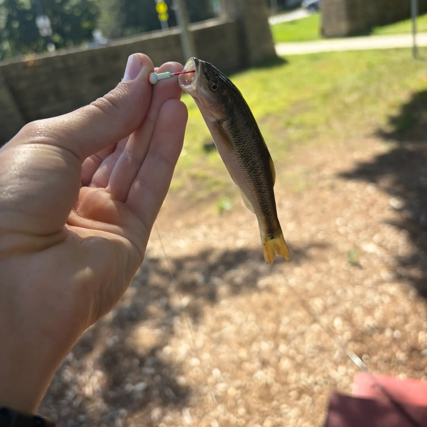 Creek chub caught on Fishbrain