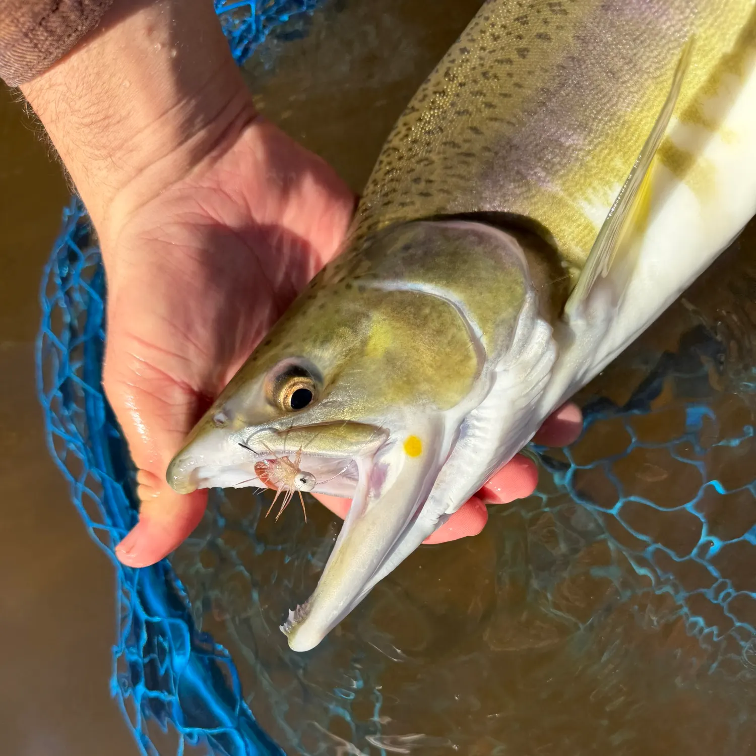 Pink salmon caught on Fishbrain