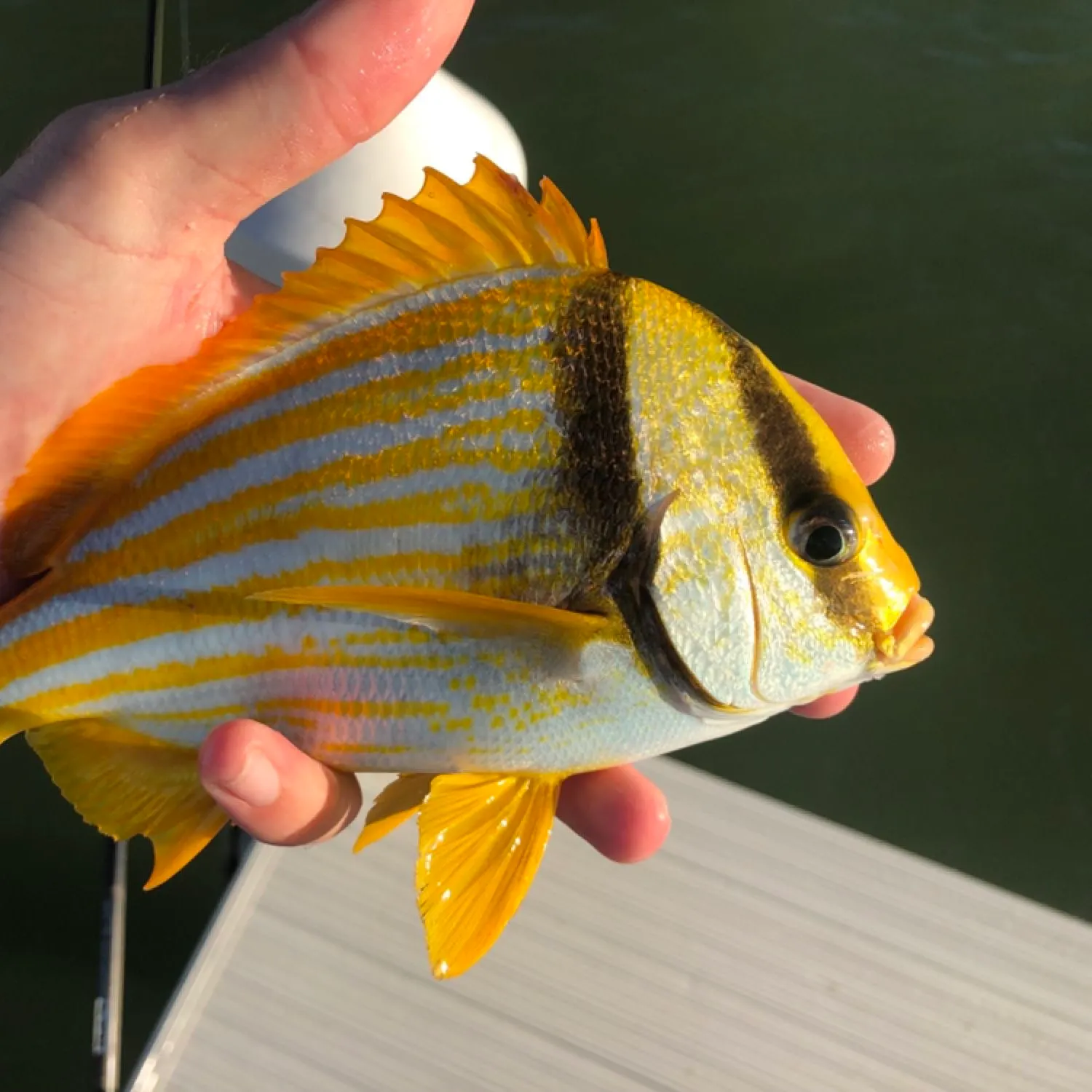 The most popular recent Atlantic porkfish catch on Fishbrain