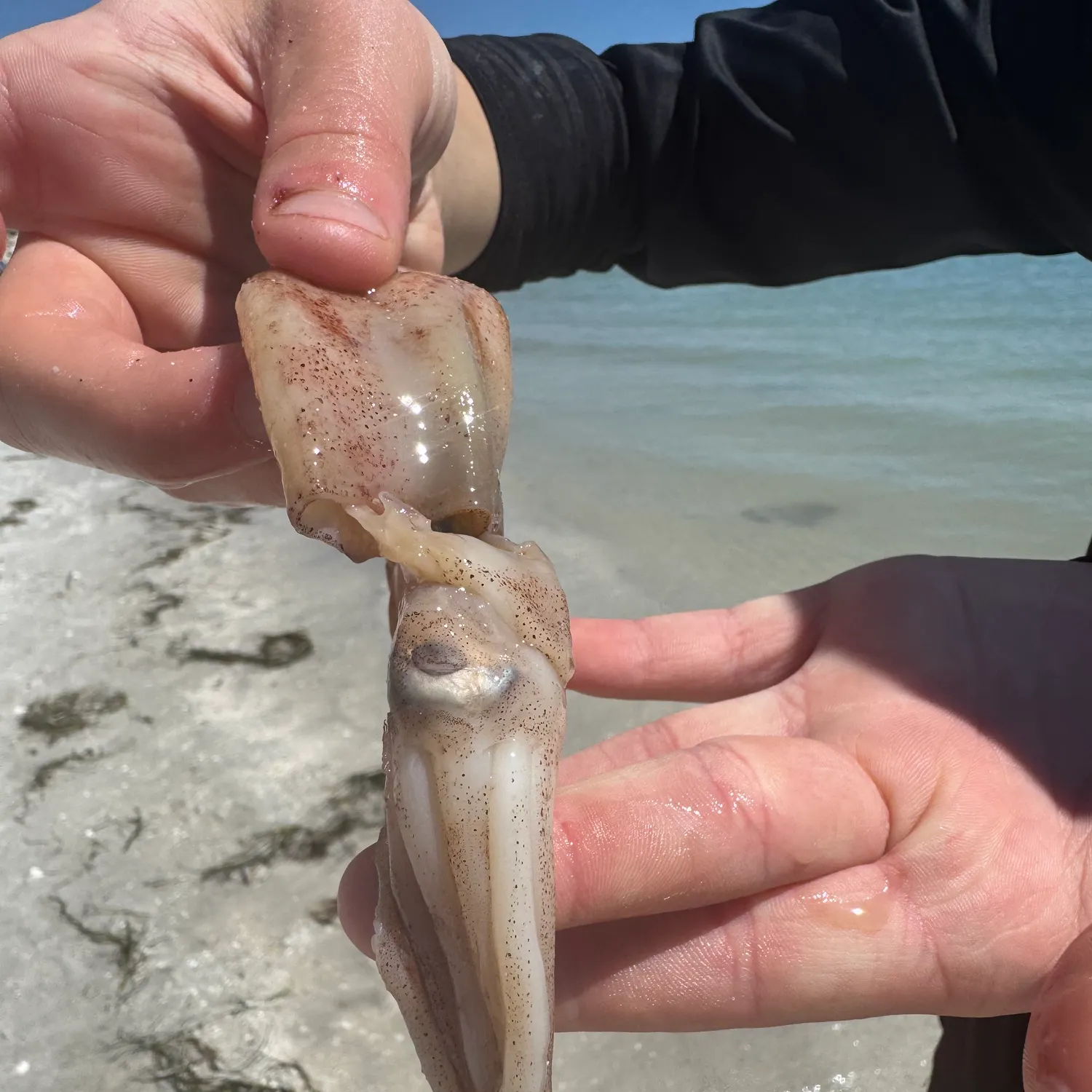 The most recent Gould's squid catches on Fishbrain