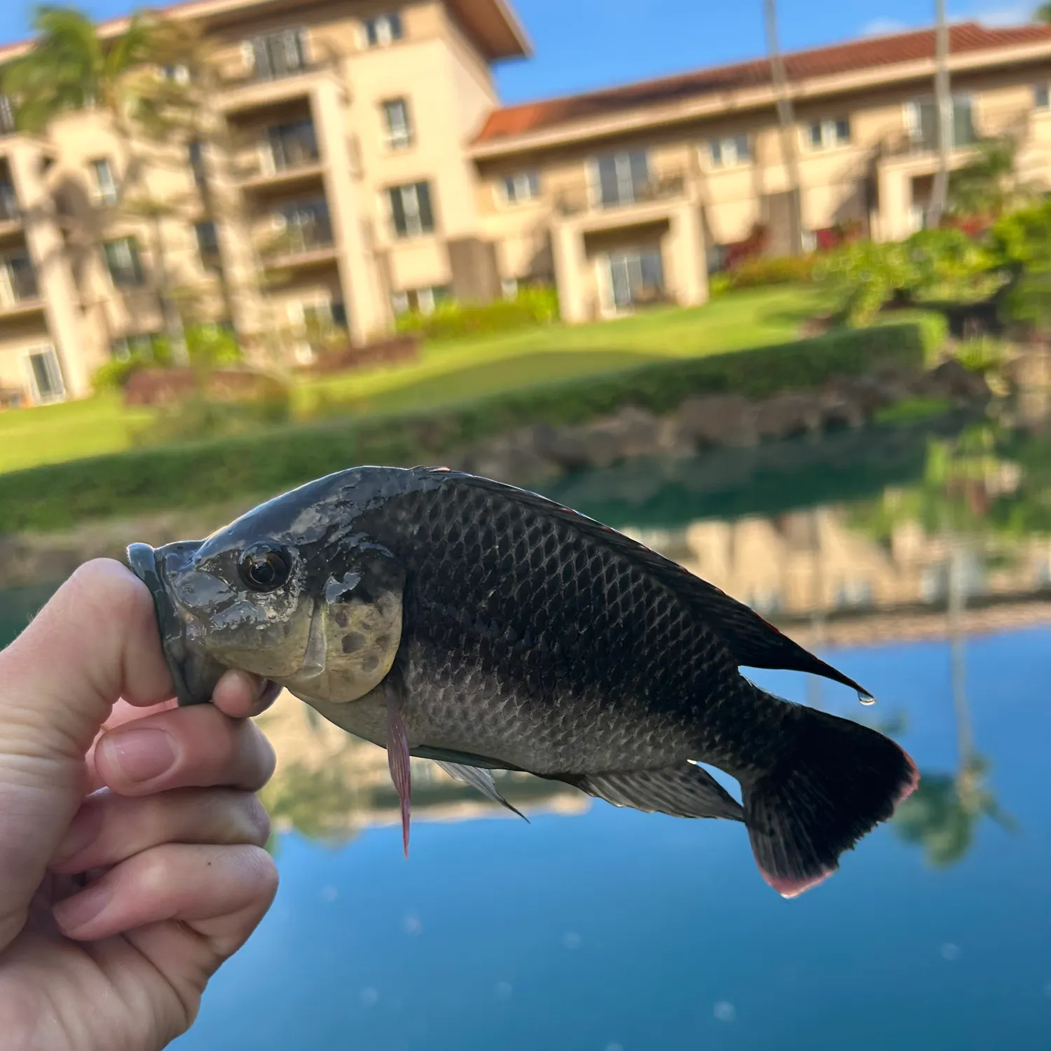 The most recent Mozambique tilapia catches on Fishbrain