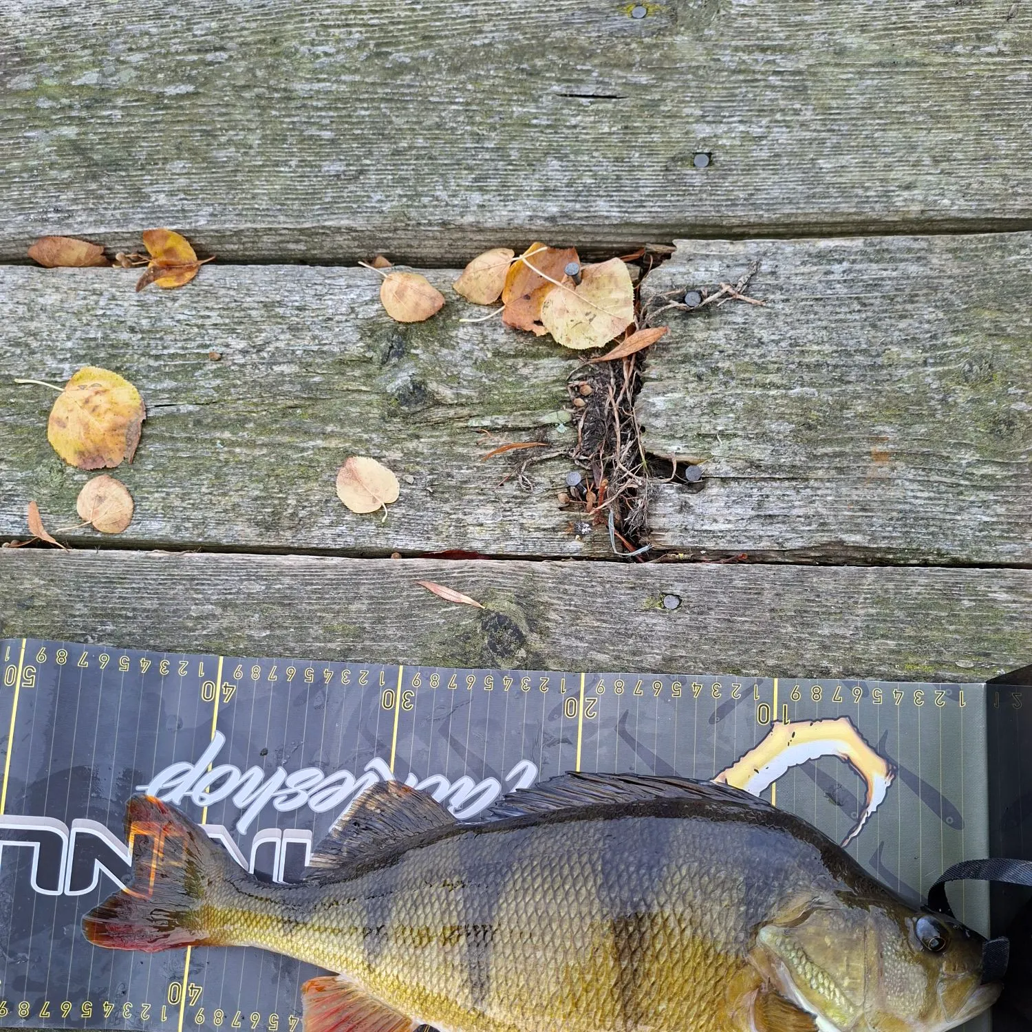 European perch caught on Fishbrain