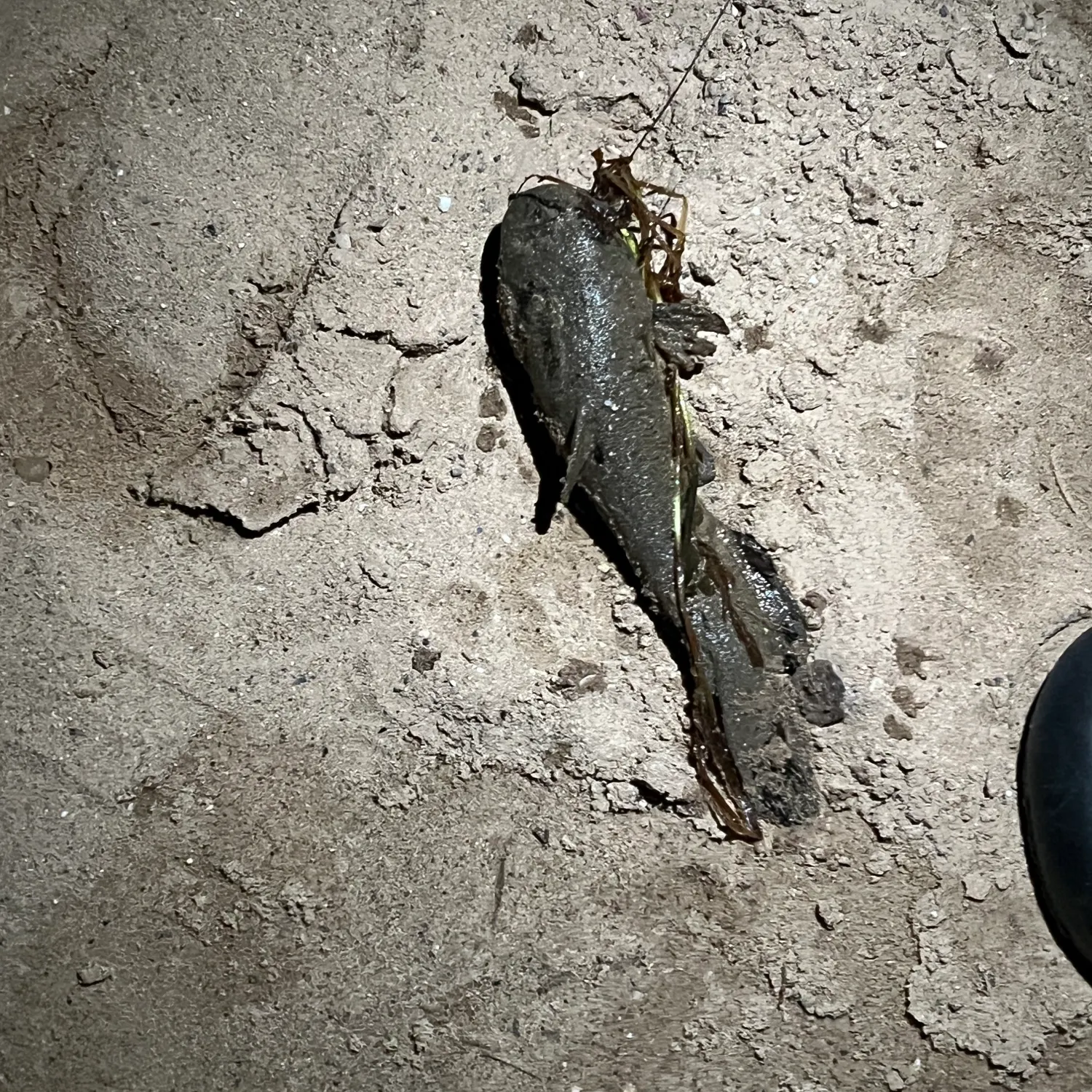 Channel catfish caught on Fishbrain