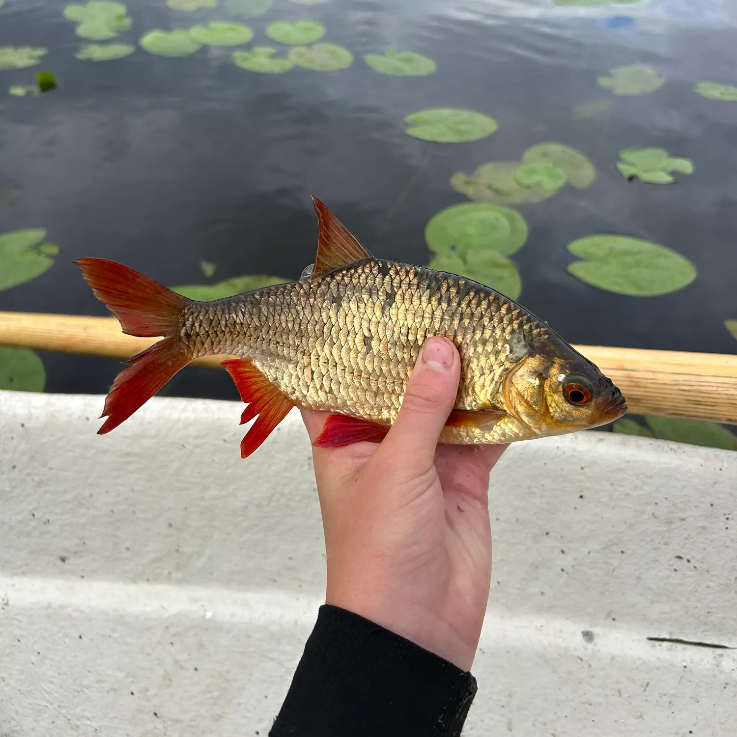 The most recent Common rudd catches on Fishbrain
