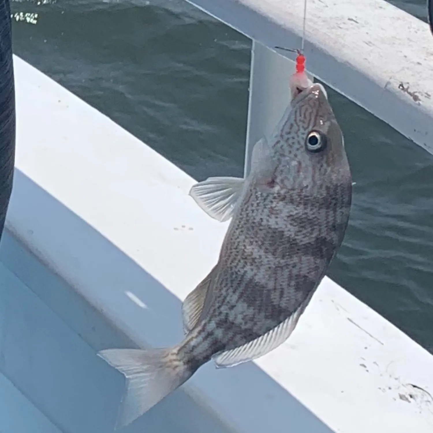 Atlantic croaker caught on Fishbrain
