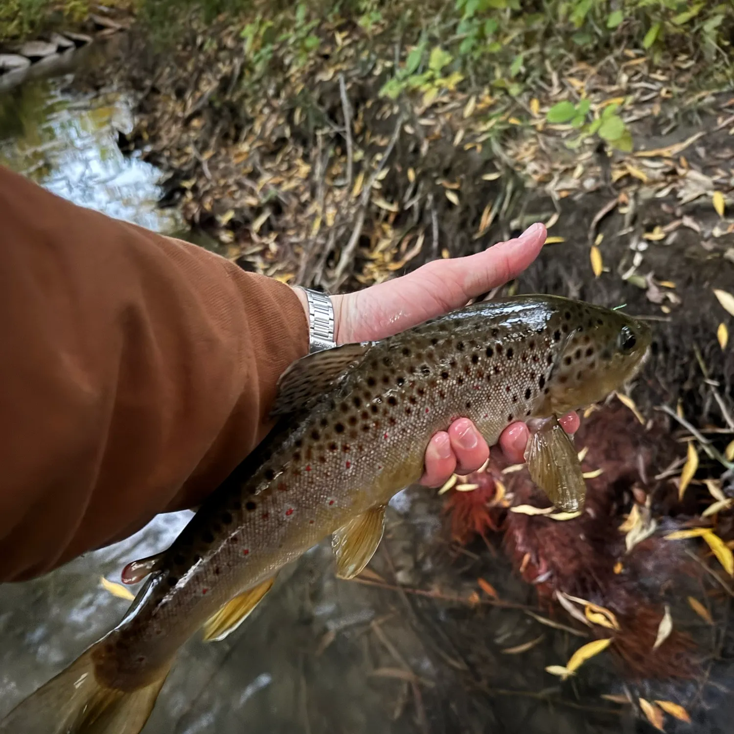 Brown trout caught on Fishbrain