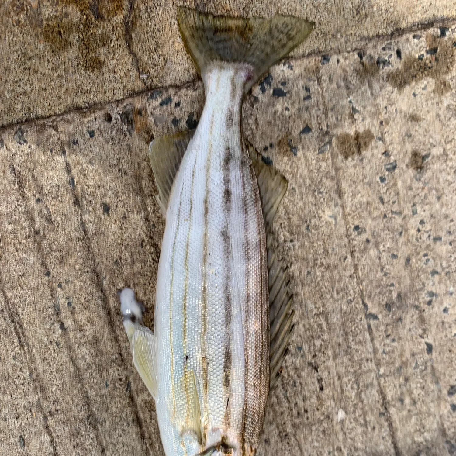 The most recent Western striped grunter catches on Fishbrain