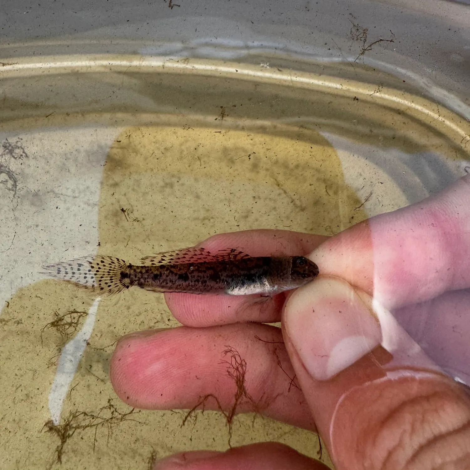 The most recent Emerald goby catches on Fishbrain