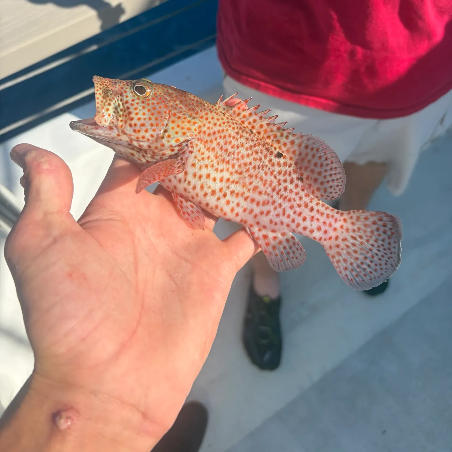 The most recent Greasy grouper catches on Fishbrain