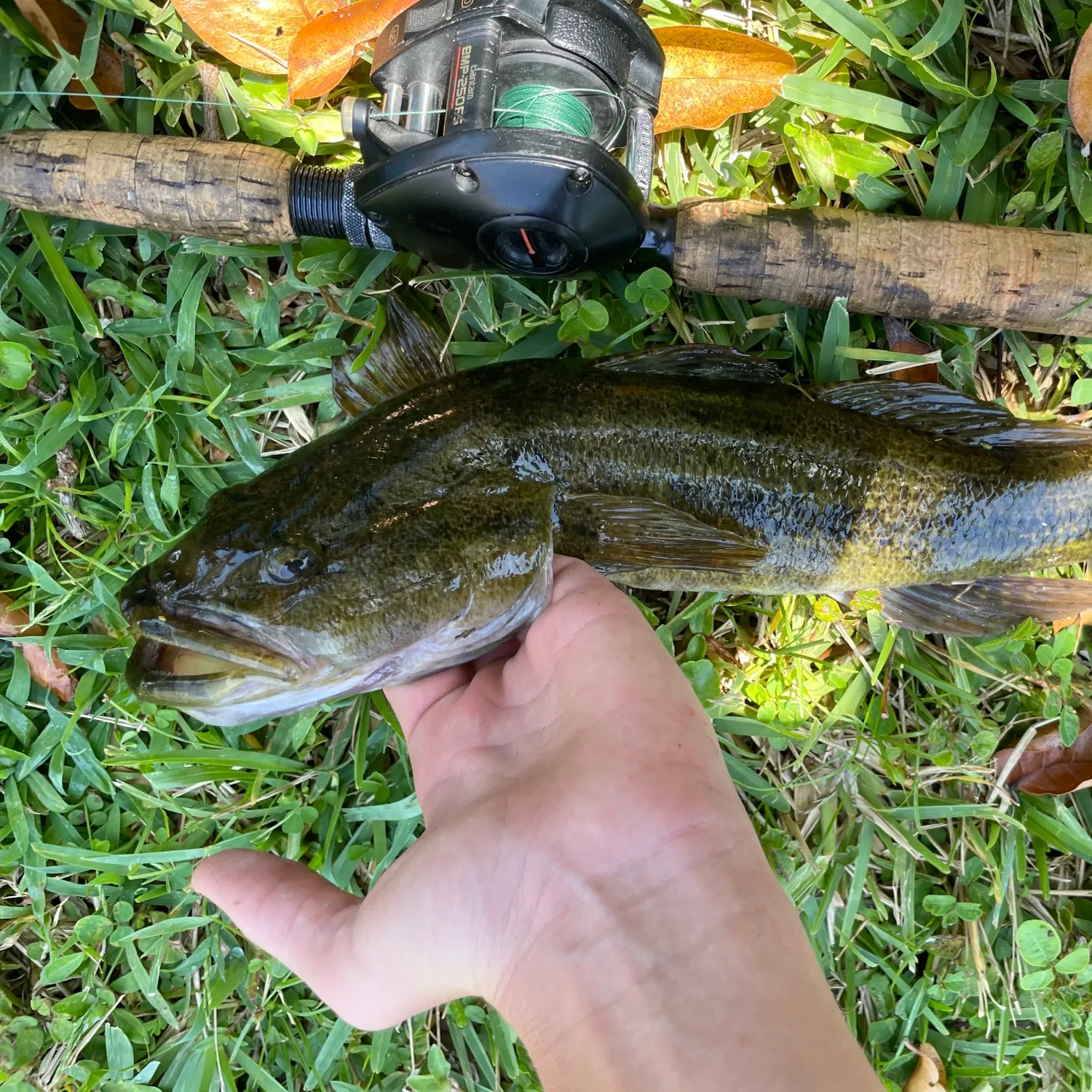 most liked catch image