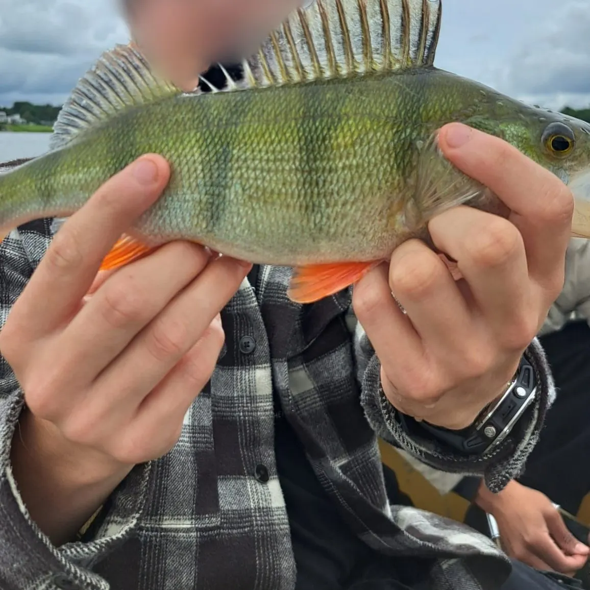 European perch caught on Fishbrain
