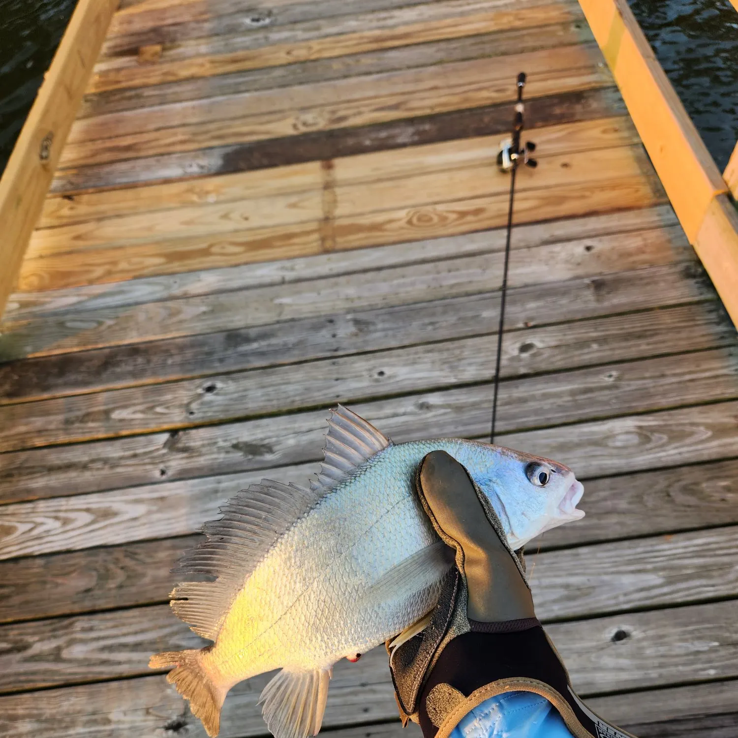 Freshwater drum caught on Fishbrain