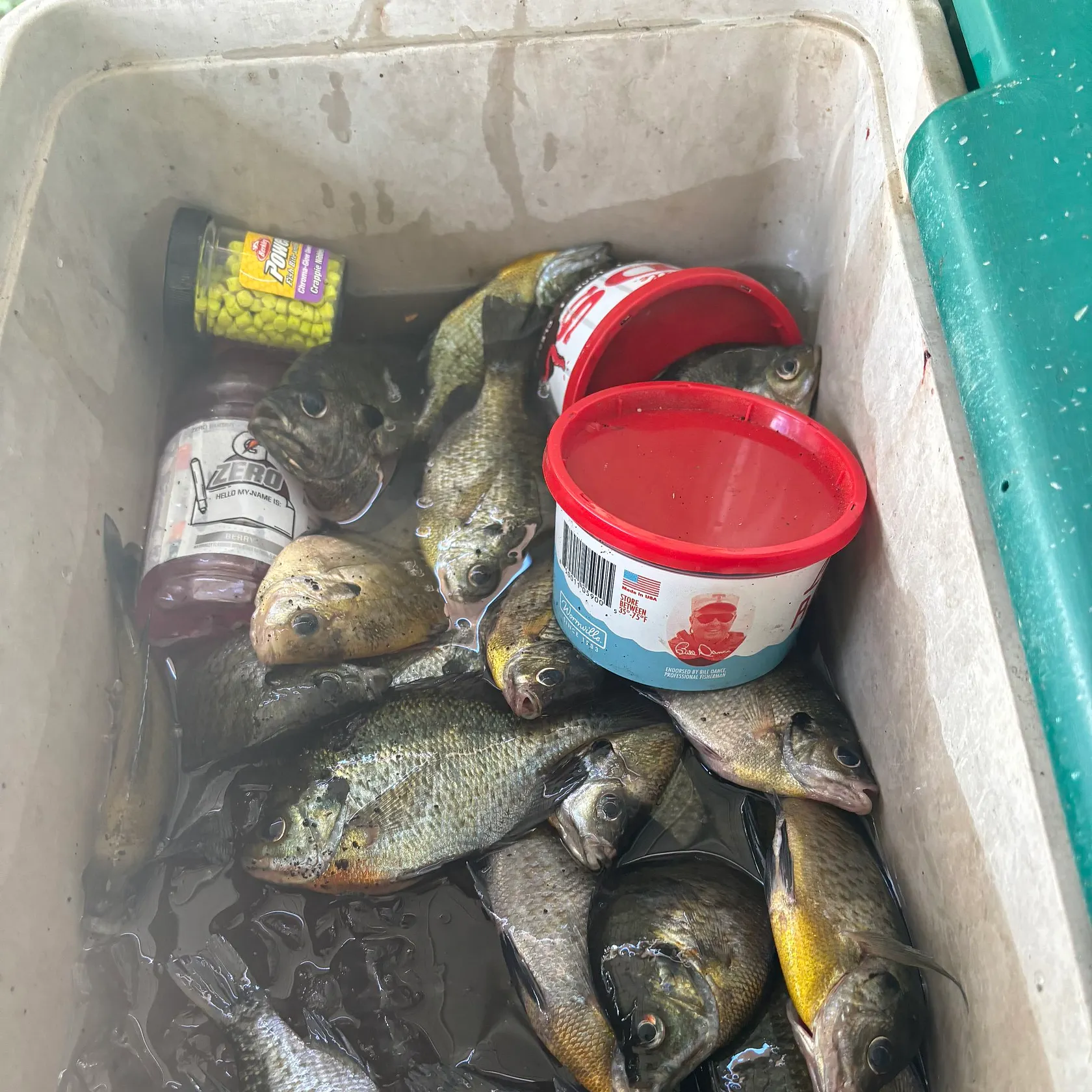 Bluegill caught on Fishbrain