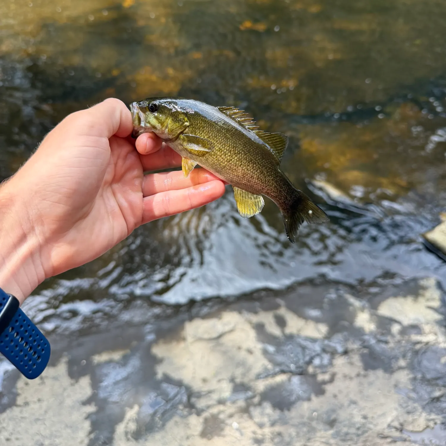 The most recent Smallmouth bass catches on Fishbrain