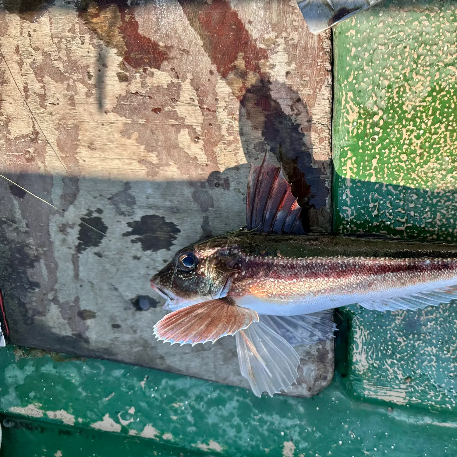The most recent Tub gurnard catches on Fishbrain