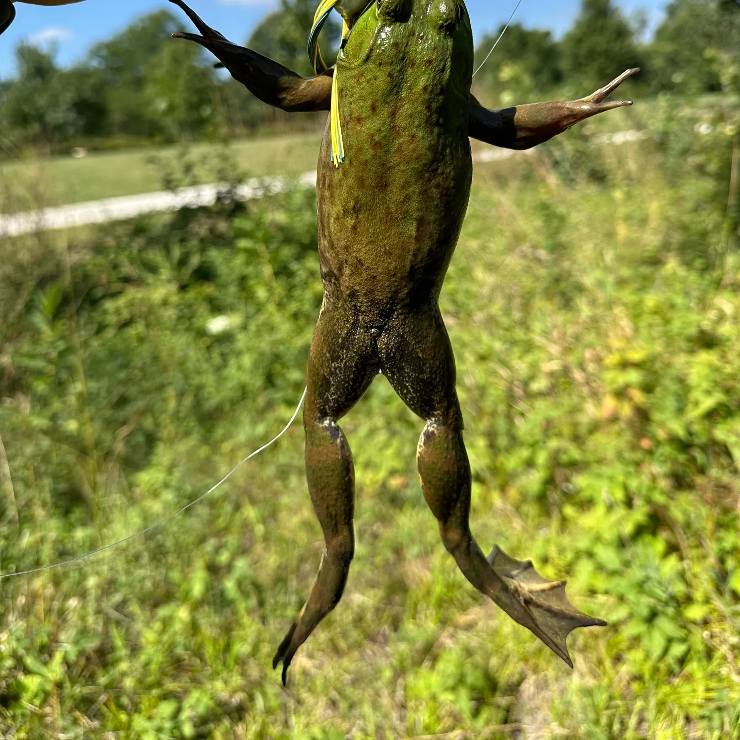 Fish caught on Fishbrain