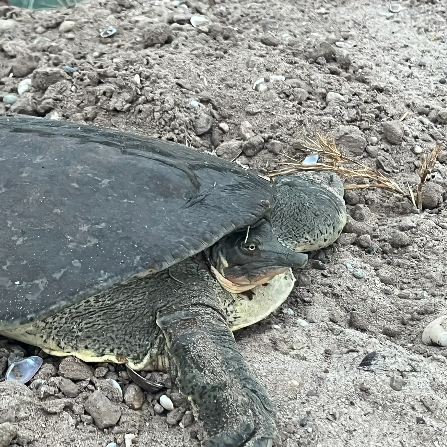 Spiny softshell turtle caught on Fishbrain