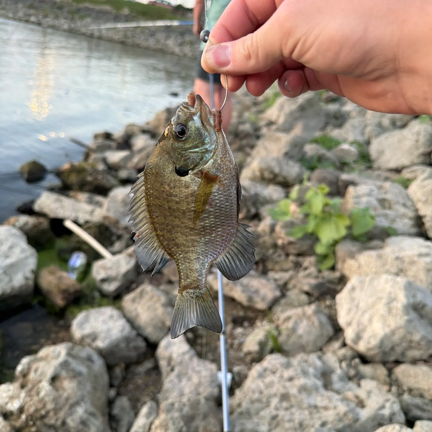 Bluegill caught on Fishbrain
